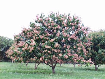 Arbol de manga en Flor