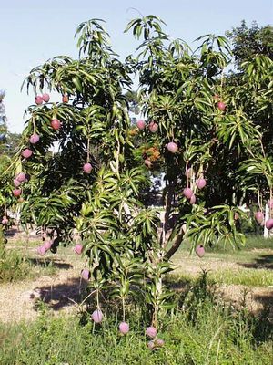 Arbol de manga en fruto